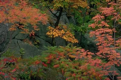 I colori dell'autunno